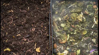 On Closer Inspection, Do Not Confuse Faster Breakdown with Healthy Composting