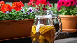 Simple Banana Skin Liquids Create Spectacular Balcony Flower Growth