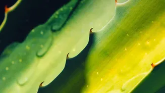 A Travel Checklist for Plants Should Start with Drainage Holes