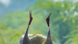 UN Geneva Will Release Five Indian Peacocks After a Three-Month Adjustment