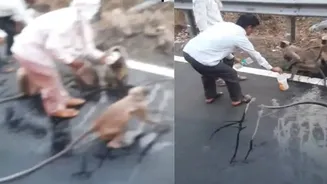 Thirsty Monkey Stops Moving Bus For Water In Maharashtra Amid Scorching Heat | WATCH