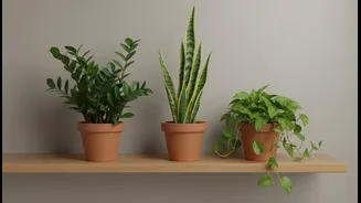 Monsoon Gardening Made Easy With These Houseplants