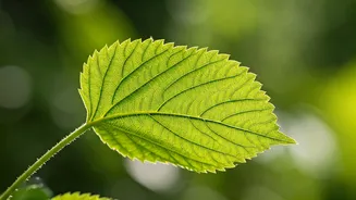 Secrets of Longevity: Insights from the World's Oldest Woman