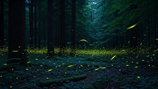 Catch Millions Of Fireflies On Guided Late-Night Western Ghats Walks