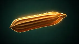 Designer Rice: India's Protein Powerhouse with a Low Glycaemic Punch!