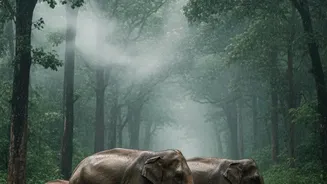Why November Wildlife Escapes Benefit From Mild Afternoon Weather Conditions Across Indian Forests