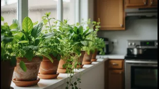 Transform your kitchen with windowsill herb garden featuring 4 low-light monsoon greens