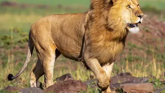 Scientists Track Asiatic Lions In Barda To Assess Their Long-Term Survival