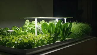 Indian Urban Gardening Just Got More Tech-Friendly