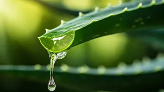Harnessing Aloe Vera: Your Natural Guide to Soothing Burn Relief