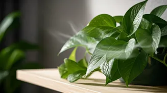 Airflow Turns Into A Plant-Saving Detail