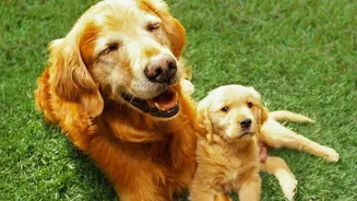 Urban Pet Parenting: How To Socialise Your Dog Respectfully In Apartment Dog Parks