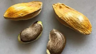 Why mango seeds are trending in skincare