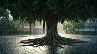Street Trees Are The Real Monsoon Influencers