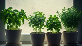 4 Top Performers For Low-Light Monsoon Herb Gardening Indoors