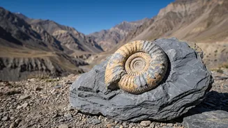 38-Million-Year-Old Marine Fossils Found In Ladakh: Understanding Eocene Environment Without The Hype