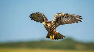 7 Fun Facts: Animals Whose Names Start with 'F'!