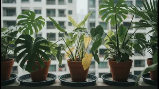Monsoon checklist for safeguarding balcony tropical plants from over-watering root rot