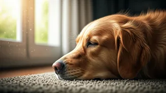 Natural Ventilation Is The Underrated Pet Wellness Hack