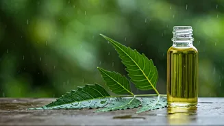 Use Organic Neem Oil To Save Damp Balcony Gardens