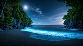 Bioluminescent Waters Make Honeymoon Stories Better
