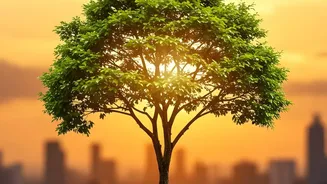 Environmental Strategies To Speed Up Soil Bacterial Recovery In Urban Gardens Post-Flooding