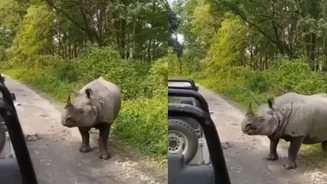 Spine-Chilling Video Shows Rhino Attacking Safari Jeep In Assam’s Manas National Park