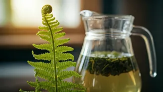 Use Leftover Green Tea Water As Natural Fern Nutrient