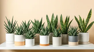 10 Snake Plants: Your Guide to Thriving Home Gardens