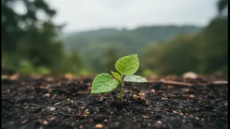 Harela's Sapling Drive: the facts, practical impact and remaining questions