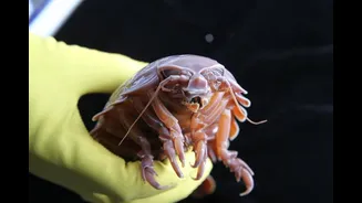 Cientistas decifram como animal consegue ficar até 5 anos sem comer