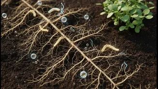 Scientists Reveal Soil's Hidden Agricultural Potential