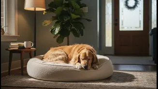 Dogs Need A Predictable Resting Place Away From The Front Door