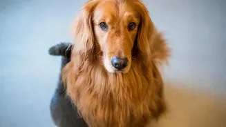 Smaller Indian Cities Are Becoming More Important To The Country’s Petcare Industry