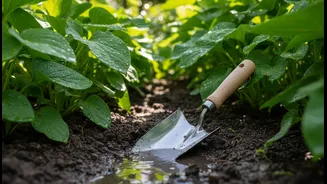 Monsoon Gardening Needs Drainage Checks This Week