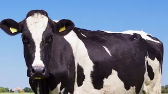 Heat And Humidity Could Affect Animal Health And Dairy Output In India
