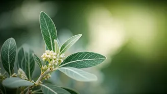 Unlocking African Silverbark's Wellness Secrets: Skin, Antioxidants, and Anti-Inflammatory Power