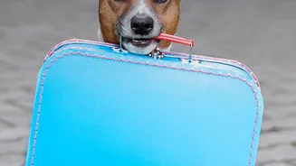 A Practical Pet Travel Plan Covers Identification, Comfort, Transport And Veterinary Support