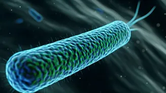 Unlocking a Cure: New Bacteria Species Offers Hope Against Noma, the 'Face of Poverty'