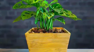The Houseplant Light Routine Explains Why One-Sided Plant Growth Happens