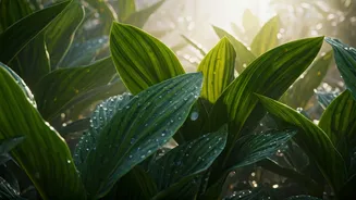 Monsoon Humidity Makes Gardening More Forgiving