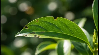 Do Not Spray First When A Few Chewed Leaves Appear