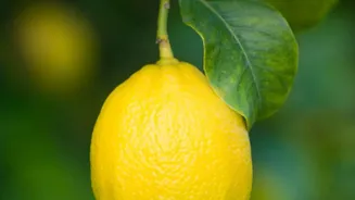 Where To Place A Lemon Plant For Good Sunlight