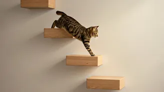 Give Your Bored Cat Adventure Mounting Simple Wooden Wall Steps