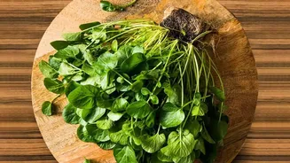 Forest Ingredients Need Responsible Sourcing And Careful Identification As Are Moving Into Modern Restaurant Menus