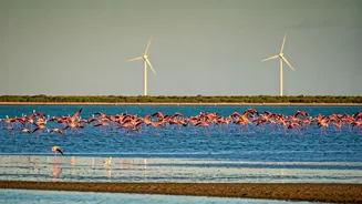 Wind Farm Threat: Flamingos in Dhanushkodi at Risk