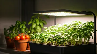 Grow Lights Are The Smart Renter’s Garden Tool