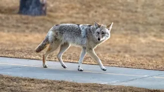 Estudo diz que presença humana altera o comportamento animal