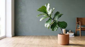 The Simple Pot-Rotation Habit Helps Limit One-Sided Leaning Towards The Light