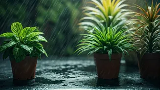 Monsoon Plant Care Tips Every Home Gardener Should Know